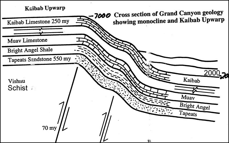 Схема моноклинали (изгиба снизу вверх) в Гранд-Каньоне показывает, что он был поднят вертикально примерно на 5000 футов, или одну милю. Адаптировано из «Молодой Земли» Д-ра Джона Морриса